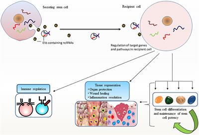 Non-coding RNAs in Mesenchymal Stem Cell-Derived Extracellular Vesicles: Deciphering Regulatory Roles in Stem Cell Potency, Inflammatory Resolve, and Tissue Regeneration
